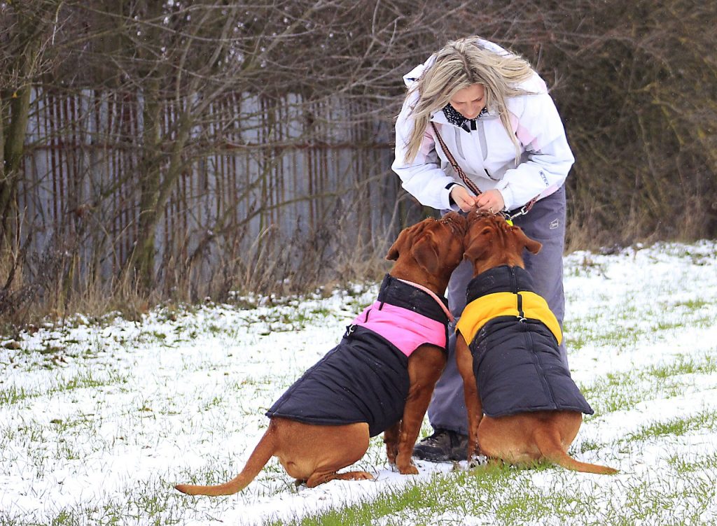 Jak pečovat o psa v zimě