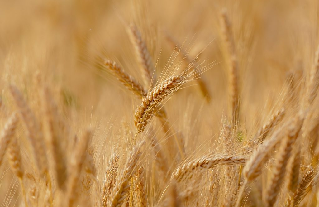 Corteva Agriscience oznamuje plán otevřít Centrum osivových technologií