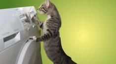 Cat Domestic Cat Dryer Helper Help  - guvo59 / Pixabay