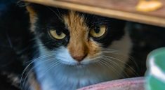 Cat Pet Feline Animal Mammal  - dahliane / Pixabay