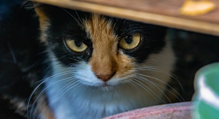 Cat Pet Feline Animal Mammal  - dahliane / Pixabay