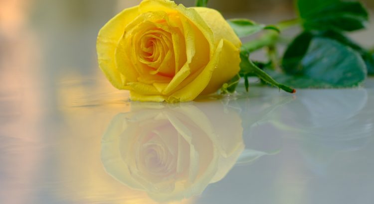 Flower Rose Reflection Petals  - NIL-Foto / Pixabay