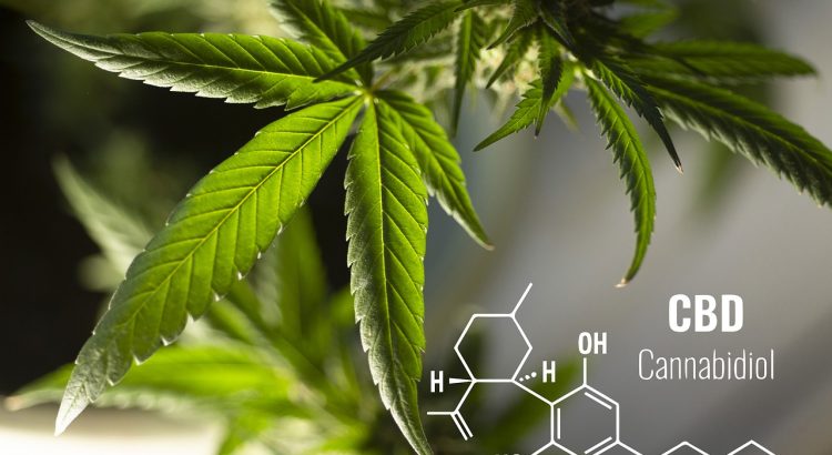 Leaves Cannabis Plant Herbal  - Erin_Hinterland / Pixabay