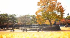 Autumn Park Trees Benches Grass  - haneunmango / Pixabay