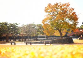 Autumn Park Trees Benches Grass  - haneunmango / Pixabay