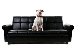 Dog Sofa Pet Animal Human - Berger-Team / Pixabay