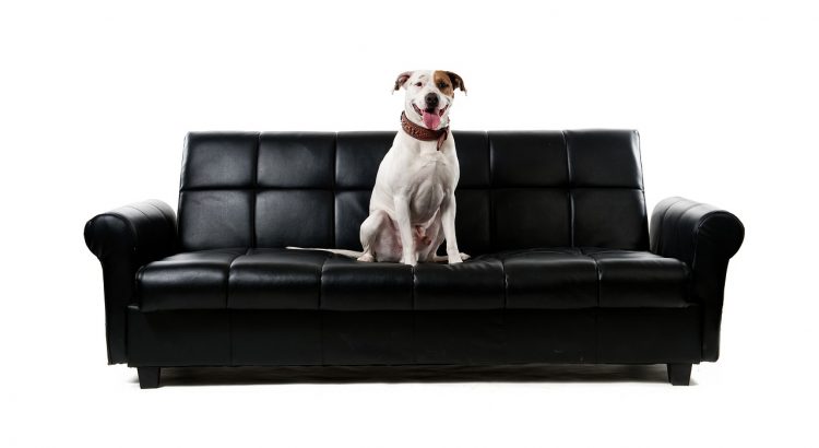 Dog Sofa Pet Animal Human  - Berger-Team / Pixabay