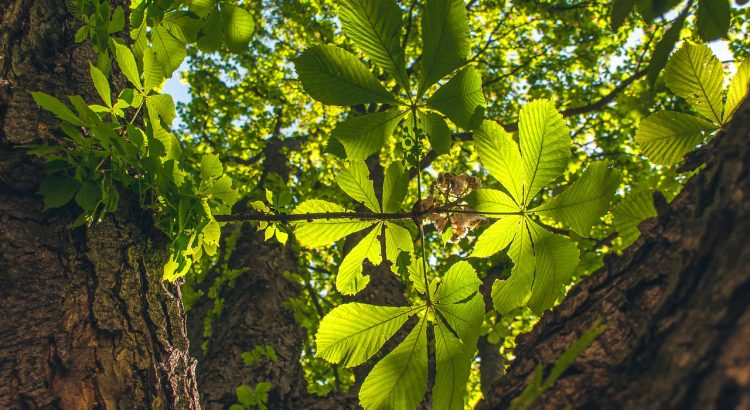 Chestnut Tree Chestnut Leaves Tree  - wal_172619 / Pixabay