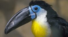toucan, bird, exotic