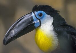 toucan, bird, exotic