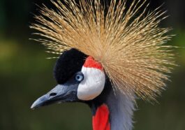 black crowned crane, crane, bird