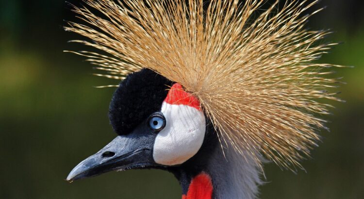 black crowned crane, crane, bird