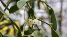 mistletoe, regional customs, plant