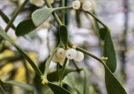 mistletoe, regional customs, plant