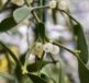 mistletoe, regional customs, plant