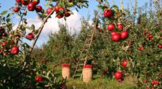 apples, orchard, apple trees