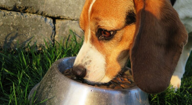 dog, meal, food bowl