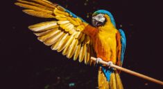 parrot, yellow macaw, bird