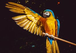 parrot, yellow macaw, bird